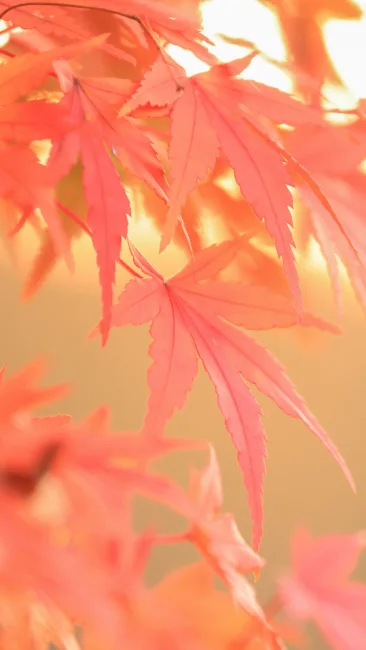 無料壁紙 西陽でふんわりの紅葉の葉っぱ。PCとデスクトップ壁紙に最適な4K高画質の無料壁紙。三重県度会町の宮リバー度会パークで撮影したフリー写真素材