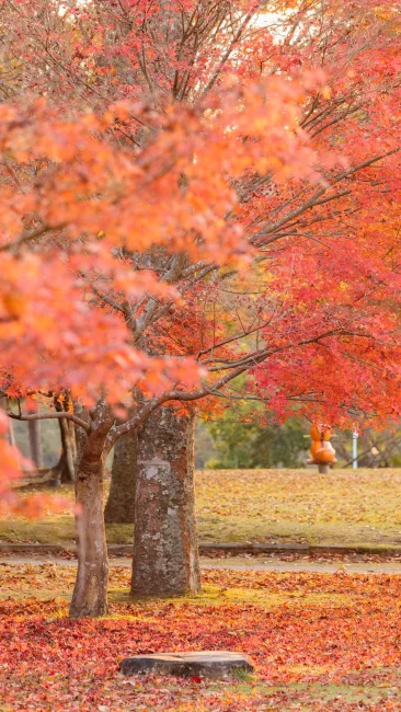 無料壁紙 紅葉のじゅうたんを散策。PCとデスクトップ壁紙に最適な4K高画質の無料壁紙。三重県度会町の宮リバー度会パークで撮影したフリー写真素材