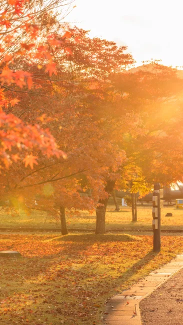 無料壁紙 西陽がさす遊歩道と紅葉と親子。PCとデスクトップ壁紙に最適な4K高画質の無料壁紙。三重県度会町の宮リバー度会パークで撮影したフリー写真素材