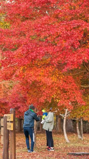 無料壁紙 遊歩道沿いに立ち並ぶ紅葉。PCとデスクトップ壁紙に最適な4K高画質の無料壁紙。三重県度会町の宮リバー度会パークで撮影したフリー写真素材