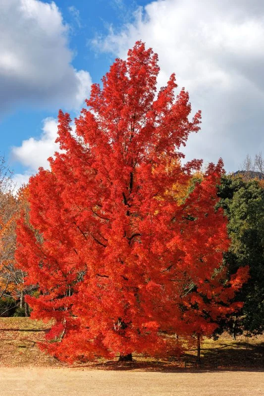 無料スマホ壁紙 赤いクリスマスツリーと呼ばれるフウの木。AndroidとiPhoneに対応した4K高画質の無料待ち受け画像。三重県菰野町の三重県民の森で撮影したフリー写真素材