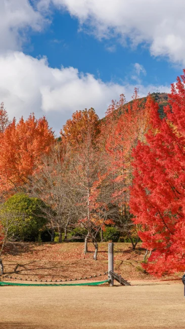 無料壁紙 つどいの広場にあるフウの木。PCとデスクトップ壁紙に最適な4K高画質の無料壁紙。三重県菰野町の三重県民の森で撮影したフリー写真素材