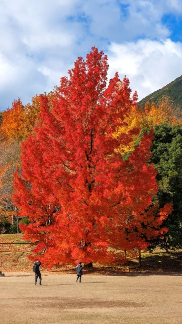 無料壁紙 フウの木を鑑賞する人。PCとデスクトップ壁紙に最適な4K高画質の無料壁紙。三重県菰野町の三重県民の森で撮影したフリー写真素材