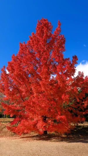 無料スマホ壁紙 真っ赤に染まるフウの木。AndroidとiPhoneに対応した4K高画質の無料待ち受け画像。三重県菰野町の三重県民の森で撮影したフリー写真素材