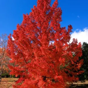 無料スマホ壁紙 真っ赤に染まるフウの木。AndroidとiPhoneに対応した4K高画質の無料待ち受け画像。三重県菰野町の三重県民の森で撮影したフリー写真素材