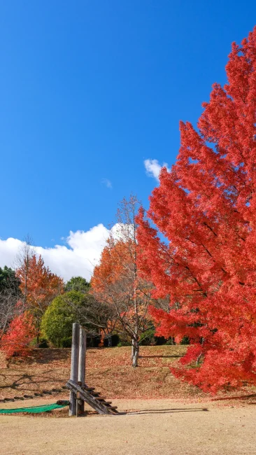 無料壁紙 冬の青空とフウの木。PCとデスクトップ壁紙に最適な4K高画質の無料壁紙。三重県菰野町の三重県民の森で撮影したフリー写真素材