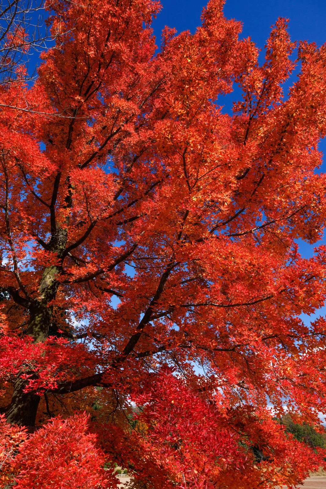 無料スマホ壁紙 フウの木の葉っぱをズーム。AndroidとiPhoneに対応した4K高画質の無料待ち受け画像。三重県菰野町の三重県民の森で撮影したフリー写真素材