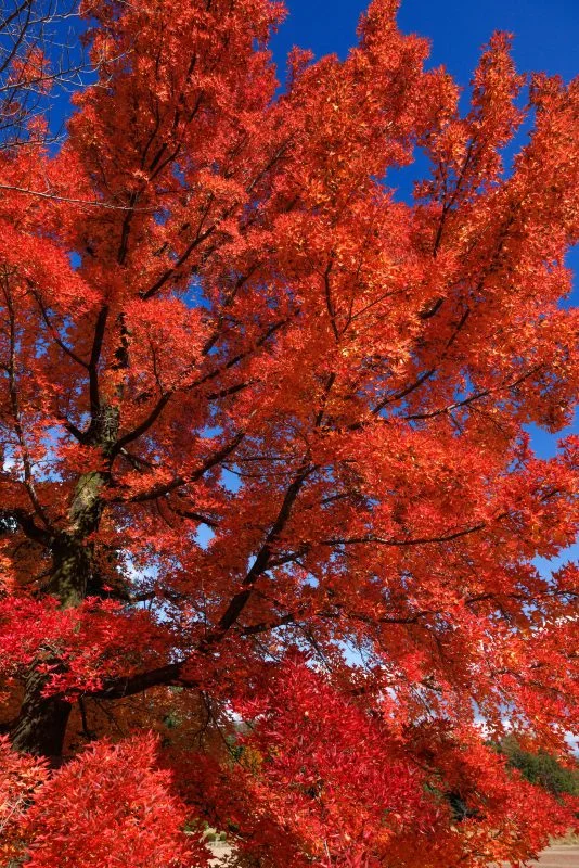 無料スマホ壁紙 フウの木の葉っぱをズーム。AndroidとiPhoneに対応した4K高画質の無料待ち受け画像。三重県菰野町の三重県民の森で撮影したフリー写真素材