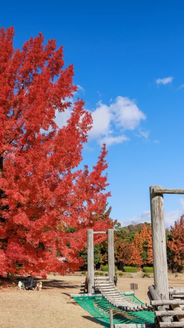 無料壁紙 フウの木を横から眺める。PCとデスクトップ壁紙に最適な4K高画質の無料壁紙。三重県菰野町の三重県民の森で撮影したフリー写真素材