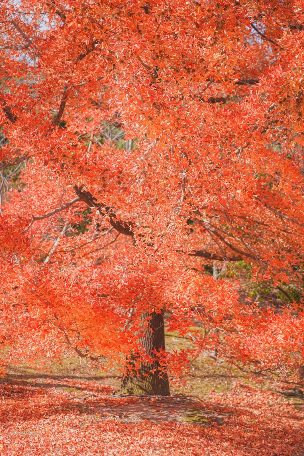 無料スマホ壁紙 25mの真っ赤なクリスマスツリー。AndroidとiPhoneに対応した4K高画質の無料待ち受け画像。三重県菰野町の三重県民の森で撮影したフリー写真素材