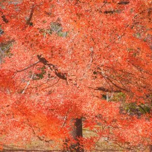 無料スマホ壁紙 25mの真っ赤なクリスマスツリー。AndroidとiPhoneに対応した4K高画質の無料待ち受け画像。三重県菰野町の三重県民の森で撮影したフリー写真素材