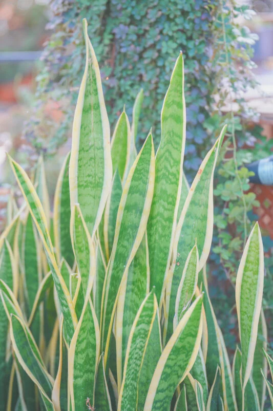 無料スマホ壁紙 癒しのサンスベリア。AndroidとiPhoneに対応した4K高画質の無料待ち受け画像。三重県桑名市のベゴニアガーデンで撮影したフリー写真素材