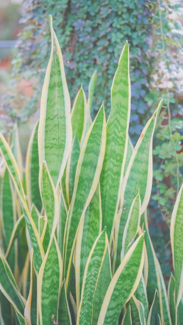 無料スマホ壁紙 癒しのサンスベリア。AndroidとiPhoneに対応した4K高画質の無料待ち受け画像。三重県桑名市のベゴニアガーデンで撮影したフリー写真素材