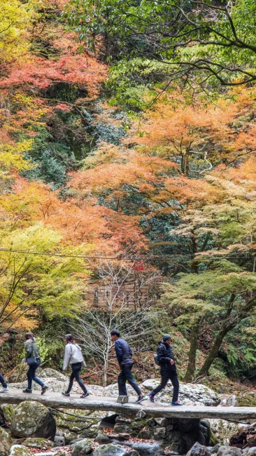 無料壁紙 石橋の周りに紅葉がいっぱい。PCとデスクトップ壁紙に最適な4K高画質の無料壁紙。三重県名張市の赤目四十八滝で撮影したフリー写真素材