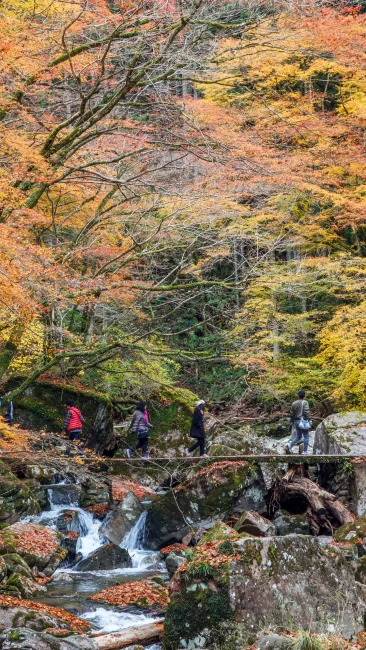 無料壁紙 紅葉だらけの石橋を渡る人々。PCとデスクトップ壁紙に最適な4K高画質の無料壁紙。三重県名張市の赤目四十八滝で撮影したフリー写真素材