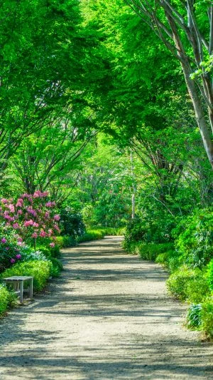 無料壁紙 シャクナゲの咲く新緑ロード。PCとデスクトップ壁紙に最適な4K高画質の無料壁紙。三重県津市の赤塚シャクナゲガーデンで撮影したフリー写真素材