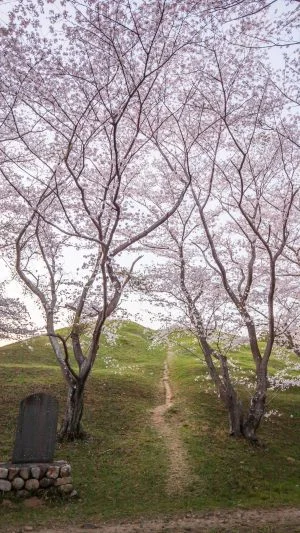 無料スマホ壁紙 桜舞う古墳。AndroidとiPhoneに対応した4K高画質の無料待ち受け画像。三重県津市の明合古墳で撮影したフリー写真素材