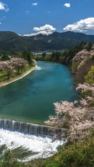 無料壁紙 櫛田川沿いの桜並木。PCとデスクトップ壁紙に最適な4K高画質の無料壁紙。三重県松阪市の道の駅 茶倉駅で撮影したフリー写真素材