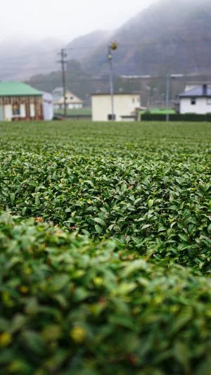 無料壁紙 雨の日のしっとり茶畑。PCとデスクトップ壁紙に最適な4K高画質の無料壁紙。三重県松阪市の道の駅 茶倉駅で撮影したフリー写真素材