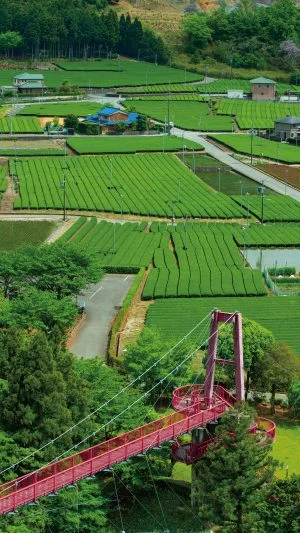 無料スマホ壁紙 赤い橋と茶畑。AndroidとiPhoneに対応した4K高画質の無料待ち受け画像。三重県松阪市の道の駅 茶倉駅で撮影したフリー写真素材