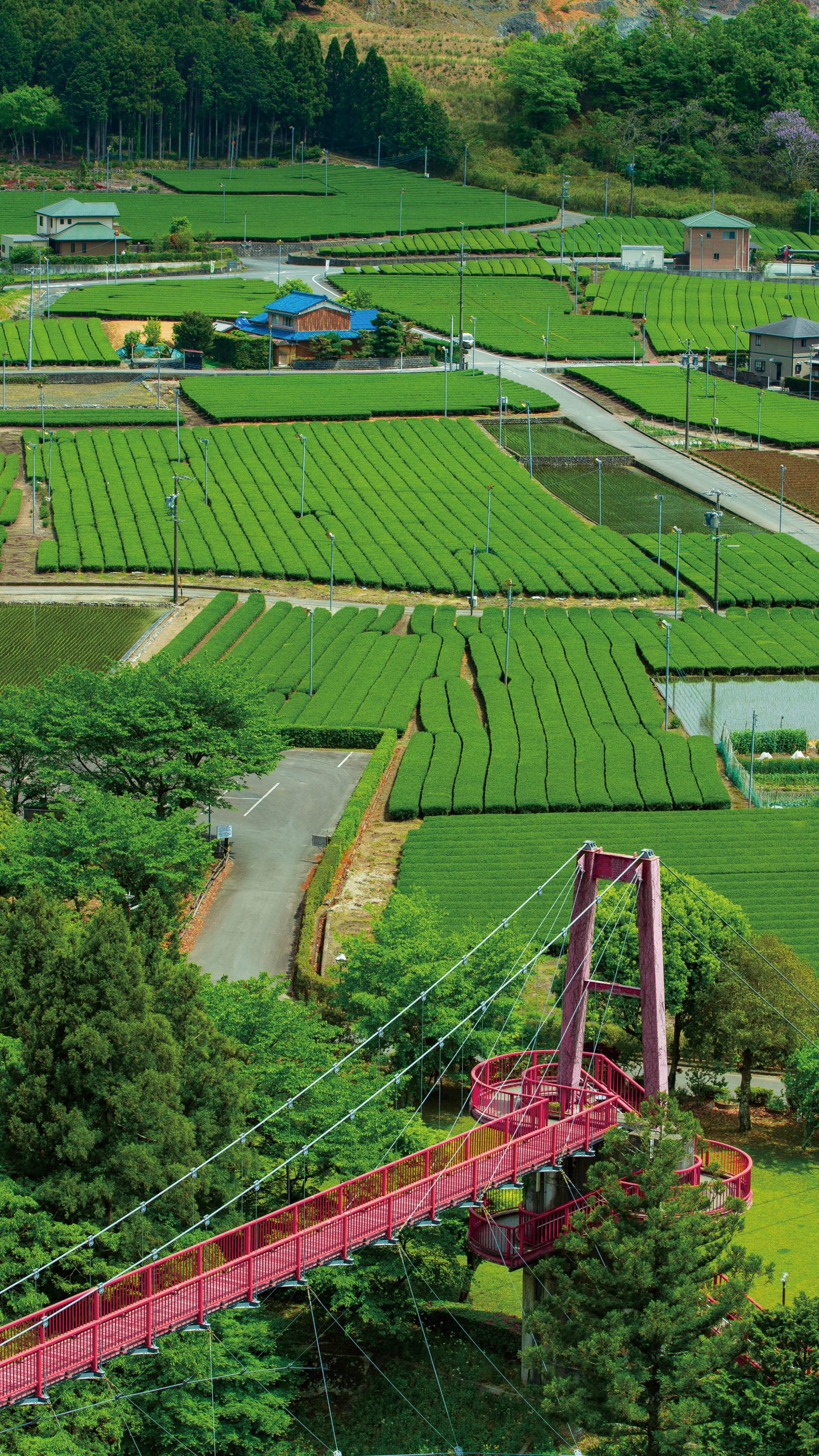 赤い橋と茶畑(三重県松阪市・道の駅 茶倉駅)