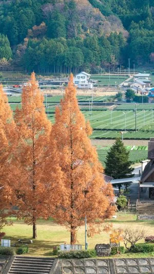 無料壁紙 紅葉するメタセコイア。PCとデスクトップ壁紙に最適な4K高画質の無料壁紙。三重県松阪市の道の駅 茶倉駅で撮影したフリー写真素材