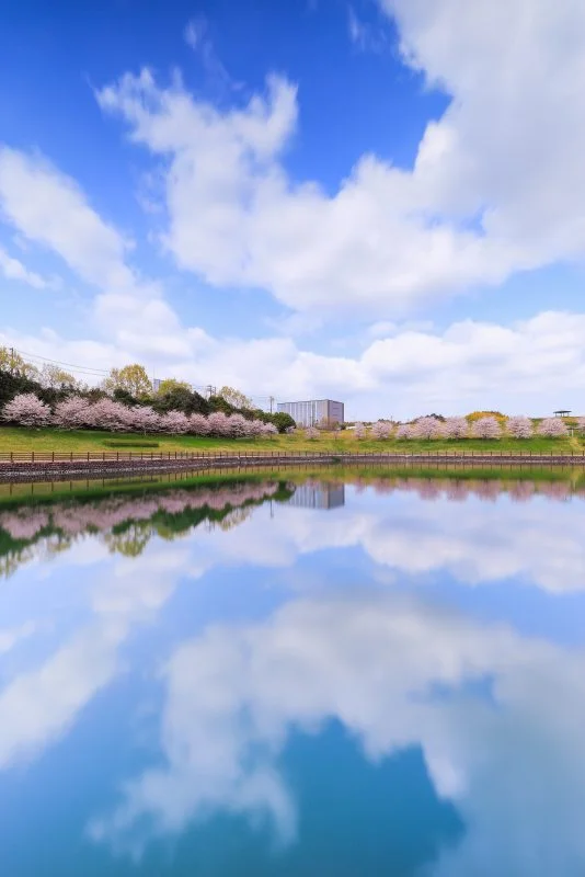 無料スマホ壁紙 桜並木と青空が映る池。AndroidとiPhoneに対応した4K高画質の無料待ち受け画像。三重県津市の中勢グリーンパークで撮影したフリー写真素材