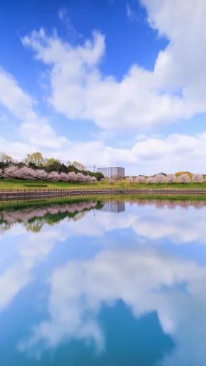 無料スマホ壁紙 桜並木と青空が映る池。AndroidとiPhoneに対応した4K高画質の無料待ち受け画像。三重県津市の中勢グリーンパークで撮影したフリー写真素材