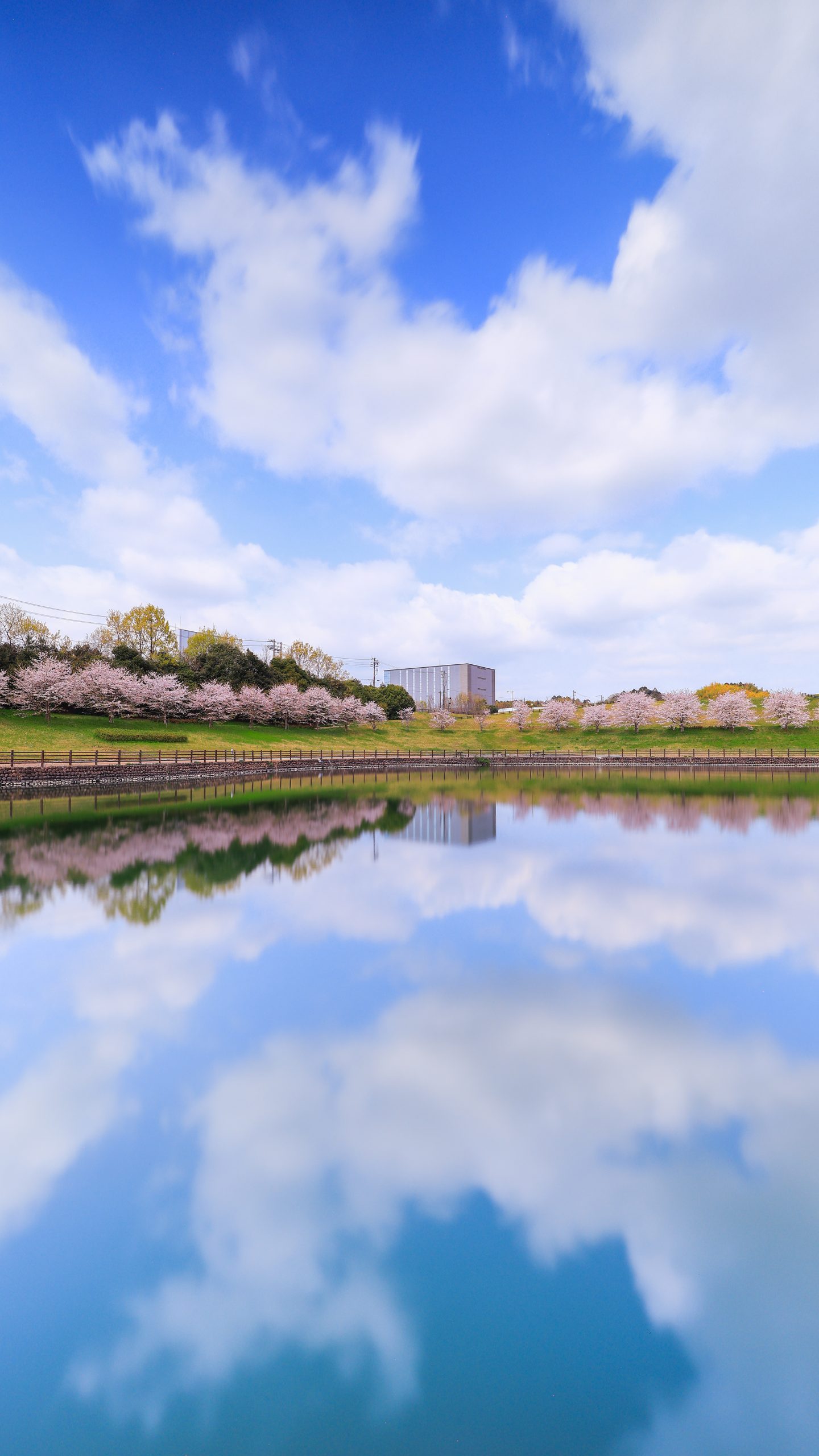 無料スマホ壁紙 桜並木と青空が映る池。AndroidとiPhoneに対応した4K高画質の無料待ち受け画像。三重県津市の中勢グリーンパークで撮影したフリー写真素材