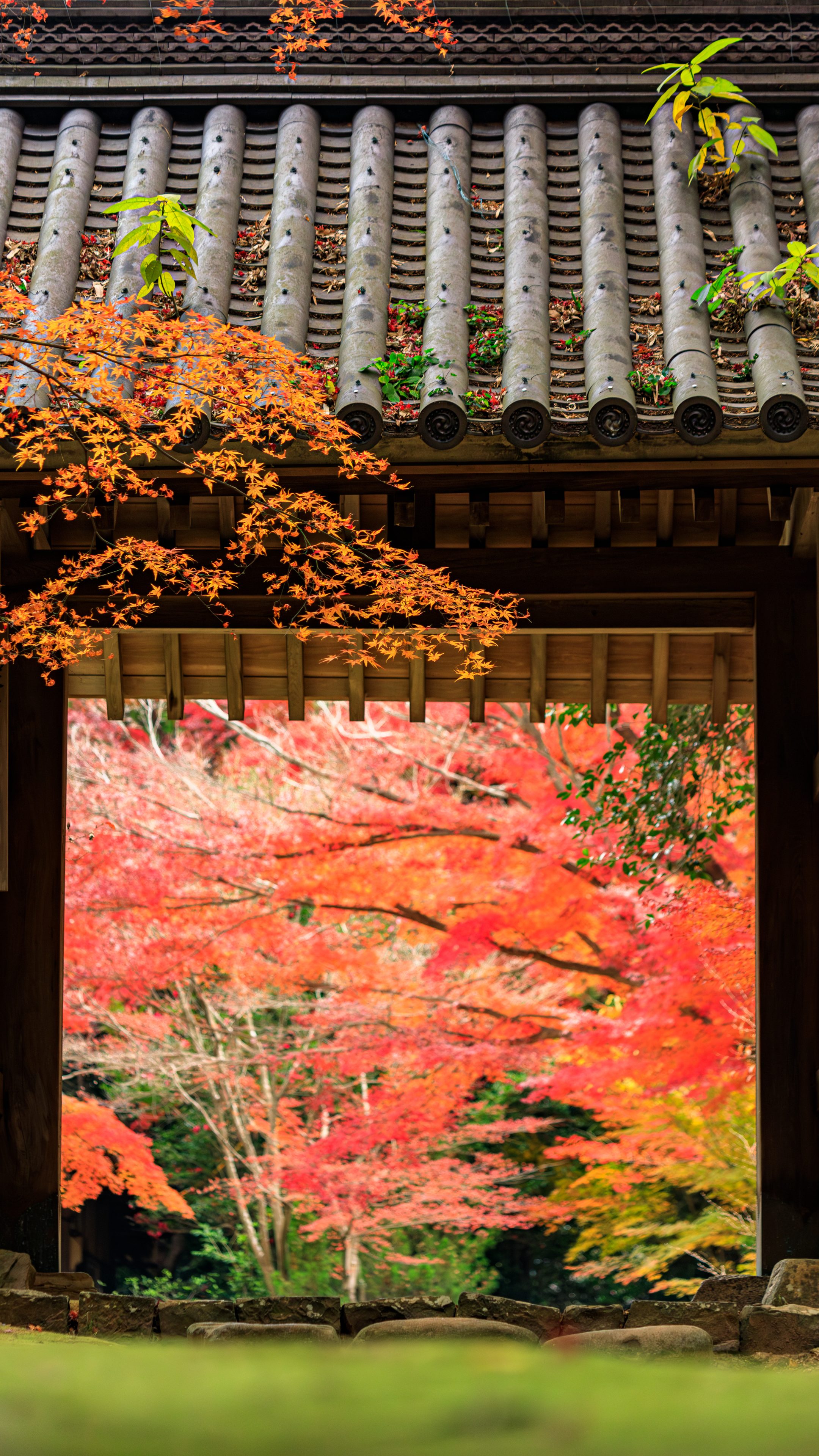 山門の先は紅葉の屏風(三重県津市・円光寺)