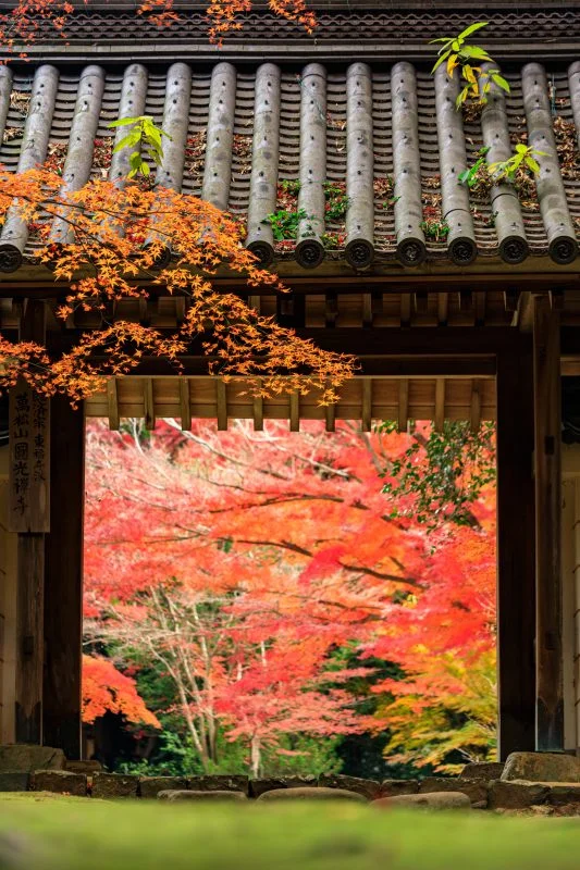 無料スマホ壁紙 山門の先は紅葉の屏風。AndroidとiPhoneに対応した4K高画質の無料待ち受け画像。三重県津市の円光寺で撮影したフリー写真素材