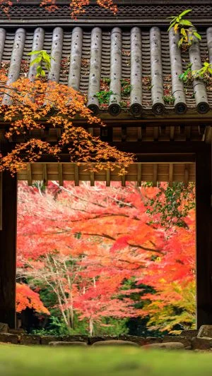 無料スマホ壁紙 山門の先は紅葉の屏風。AndroidとiPhoneに対応した4K高画質の無料待ち受け画像。三重県津市の円光寺で撮影したフリー写真素材