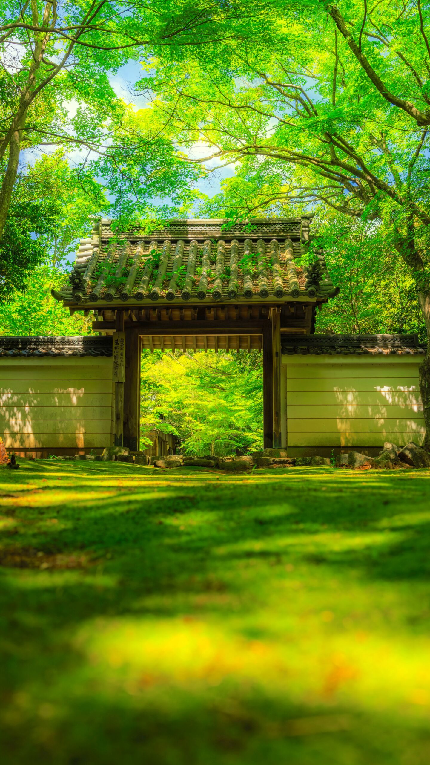 青葉に包まれる新緑の絶景(三重県津市・円光寺)