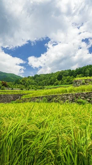 無料スマホ壁紙 真夏の棚田。AndroidとiPhoneに対応した4K高画質の無料待ち受け画像。三重県松阪市の深野のだんだん田で撮影したフリー写真素材