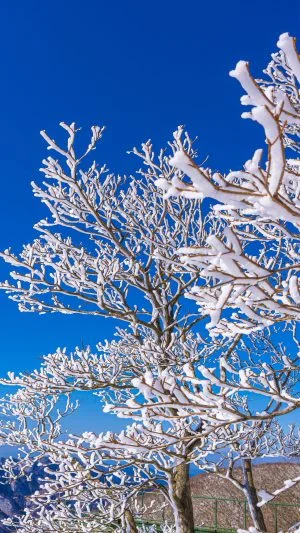 無料スマホ壁紙 青空と樹氷（縦サイズ）。AndroidとiPhoneに対応した4K高画質の無料待ち受け画像。三重県菰野町の御在所ロープウエイで撮影したフリー写真素材