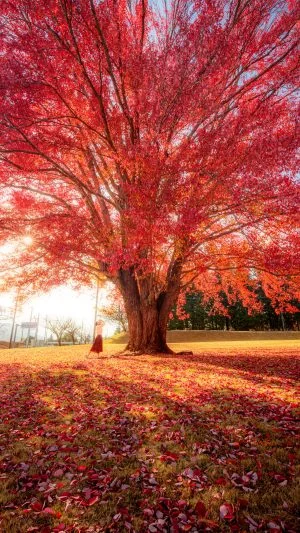 無料スマホ壁紙 光り輝くハナノキ。AndroidとiPhoneに対応した4K高画質の無料待ち受け画像。三重県松阪市の飯南高校のハナノキで撮影したフリー写真素材