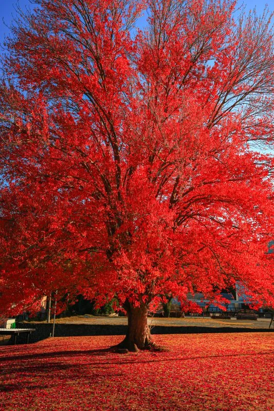無料スマホ壁紙 紅のハナノキ。AndroidとiPhoneに対応した4K高画質の無料待ち受け画像。三重県松阪市の飯南高校のハナノキで撮影したフリー写真素材