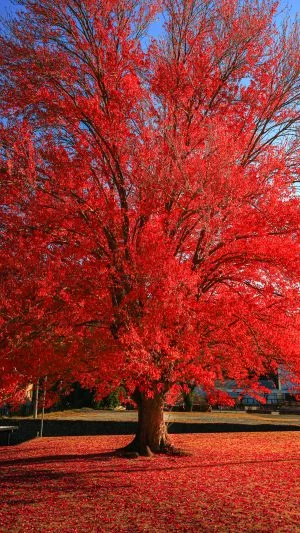 無料スマホ壁紙 紅のハナノキ。AndroidとiPhoneに対応した4K高画質の無料待ち受け画像。三重県松阪市の飯南高校のハナノキで撮影したフリー写真素材