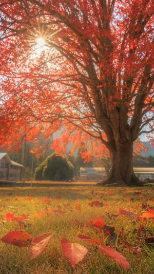無料スマホ壁紙 秋の四重奏。AndroidとiPhoneに対応した4K高画質の無料待ち受け画像。三重県松阪市の飯南高校のハナノキで撮影したフリー写真素材
