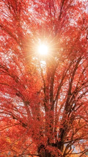 無料スマホ壁紙 真っ赤なハナノキと太陽。AndroidとiPhoneに対応した4K高画質の無料待ち受け画像。三重県松阪市の飯南高校のハナノキで撮影したフリー写真素材