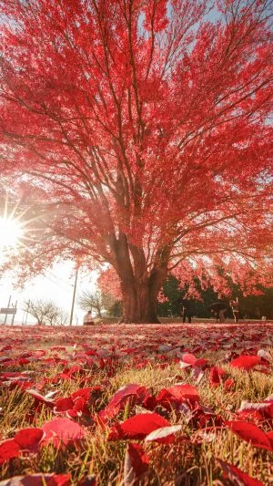 無料スマホ壁紙 神々しい真っ赤なハナノキ。AndroidとiPhoneに対応した4K高画質の無料待ち受け画像。三重県松阪市の飯南高校のハナノキで撮影したフリー写真素材