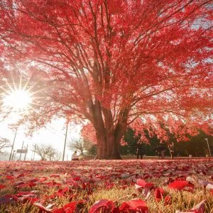 無料スマホ壁紙 神々しい真っ赤なハナノキ。AndroidとiPhoneに対応した4K高画質の無料待ち受け画像。三重県松阪市の飯南高校のハナノキで撮影したフリー写真素材