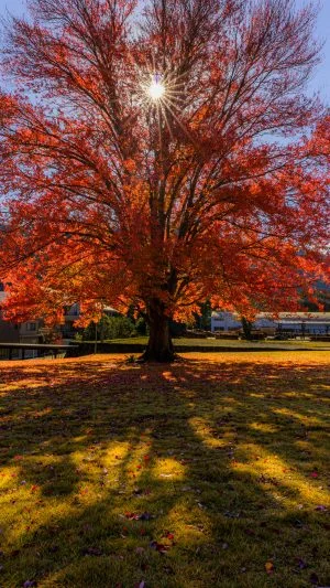 無料壁紙 太陽に照らされるハナノキ。PCとデスクトップ壁紙に最適な4K高画質の無料壁紙。三重県松阪市の飯南高校のハナノキで撮影したフリー写真素材