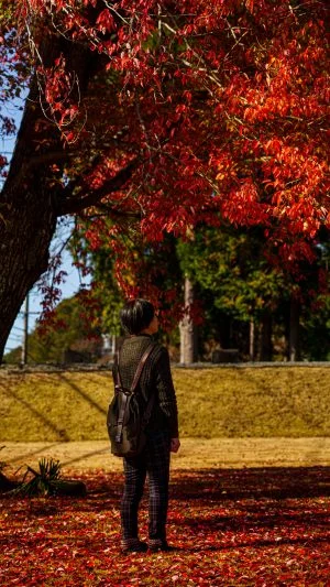 無料壁紙 紅葉狩り。PCとデスクトップ壁紙に最適な4K高画質の無料壁紙。三重県松阪市の飯南高校のハナノキで撮影したフリー写真素材