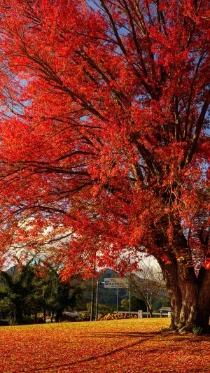 無料スマホ壁紙 紅葉真っ盛り。AndroidとiPhoneに対応した4K高画質の無料待ち受け画像。三重県松阪市の飯南高校のハナノキで撮影したフリー写真素材