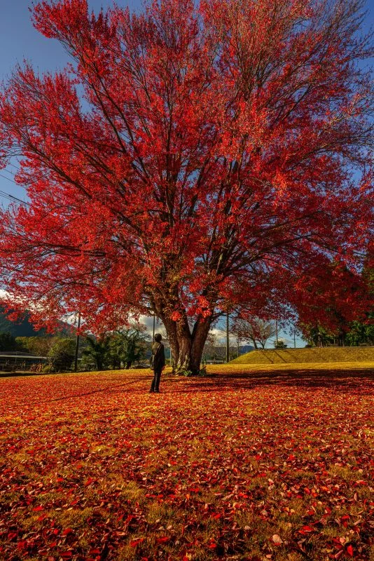 無料スマホ壁紙 紅葉のじゅうたん。AndroidとiPhoneに対応した4K高画質の無料待ち受け画像。三重県松阪市の飯南高校のハナノキで撮影したフリー写真素材