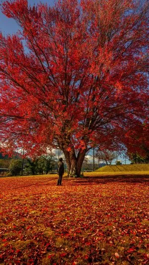 無料スマホ壁紙 紅葉のじゅうたん。AndroidとiPhoneに対応した4K高画質の無料待ち受け画像。三重県松阪市の飯南高校のハナノキで撮影したフリー写真素材