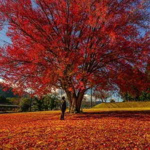 無料スマホ壁紙 紅葉のじゅうたん。AndroidとiPhoneに対応した4K高画質の無料待ち受け画像。三重県松阪市の飯南高校のハナノキで撮影したフリー写真素材