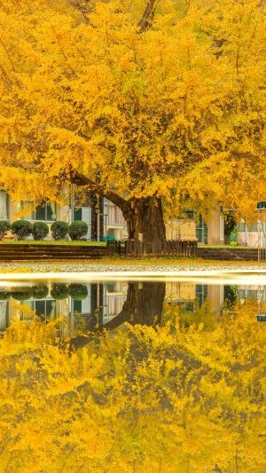 無料スマホ壁紙 銀杏リフレクション。AndroidとiPhoneに対応した4K高画質の無料待ち受け画像。三重県南伊勢町の旧穂原小学校の大イチョウで撮影したフリー写真素材