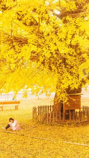 無料壁紙 黄葉に包まれて....。PCとデスクトップ壁紙に最適な4K高画質の無料壁紙。三重県南伊勢町の旧穂原小学校の大イチョウで撮影したフリー写真素材